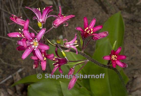 clintonia andrewsiana 5 graphic